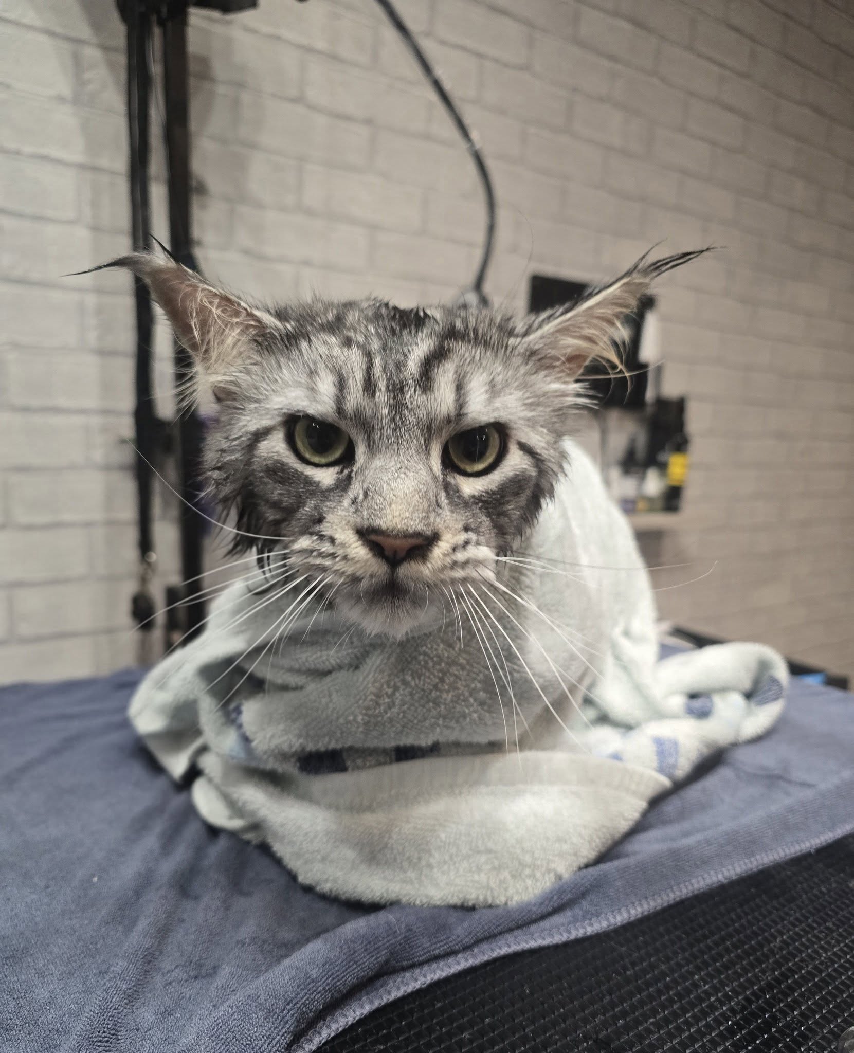 Happy cat after groom