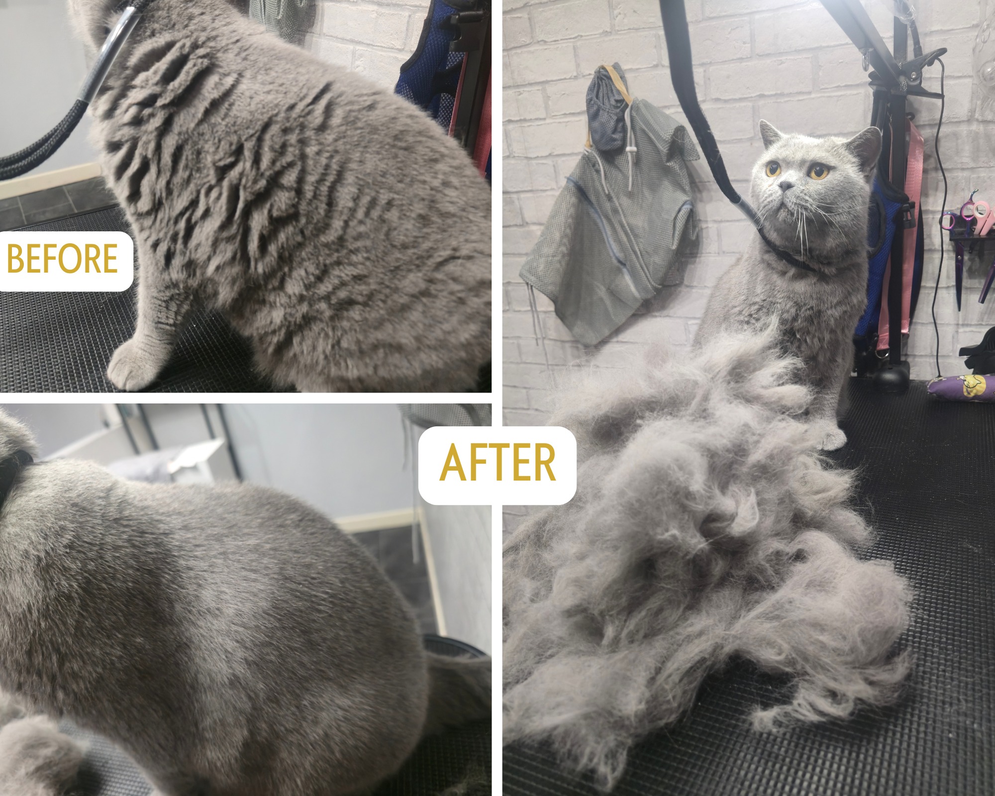 Deshedding session
