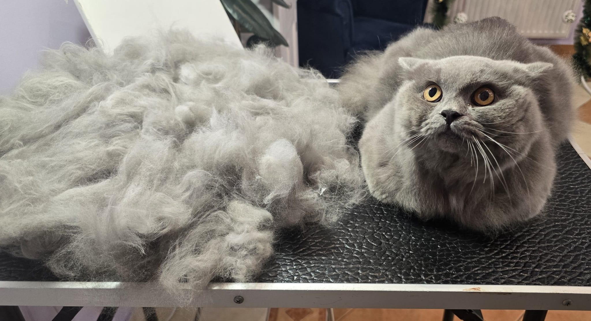 Full groom finish
