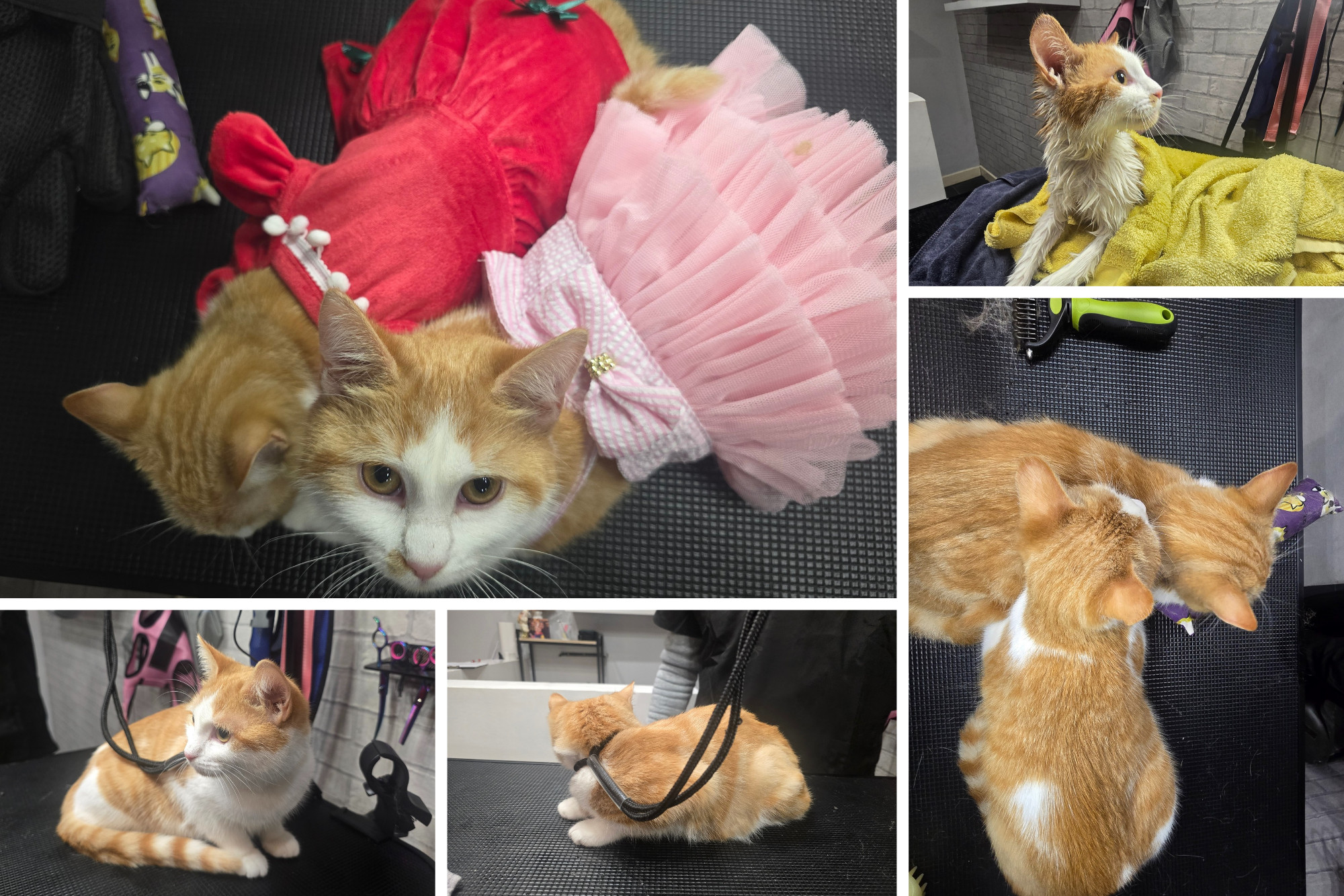 Before and after groom — placeholder